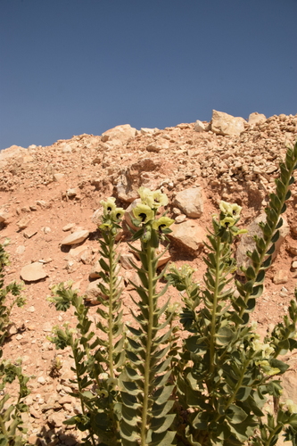 Image of Hyoscyamus desertorum by (c) Mitch Van Dyke, some rights reserved (CC BY)