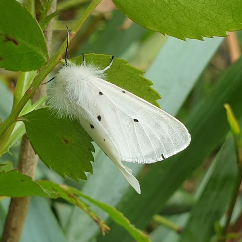Diaphora mendica