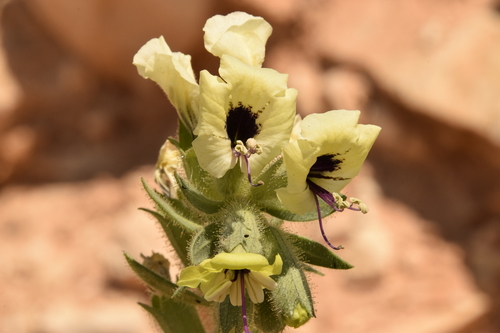 Image of Hyoscyamus desertorum by (c) Mitch Van Dyke, some rights reserved (CC BY)