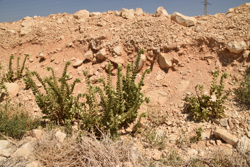 Image of Hyoscyamus desertorum by (c) Mitch Van Dyke, some rights reserved (CC BY)