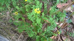 Securigera securidaca