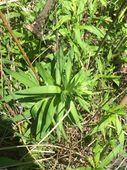 Lilium michiganense