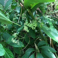 Tetrastigma lanyuense