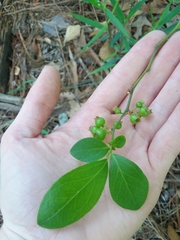 Vaccinium tenellum