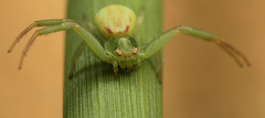 Misumenops rubrodecoratus
