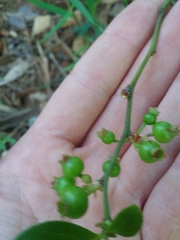 Vaccinium tenellum