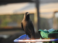 Corvus splendens