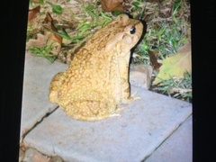 Sclerophrys capensis