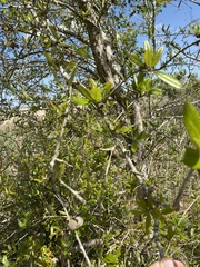 Disholcaspis cinerosa