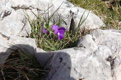 Viola bubanii