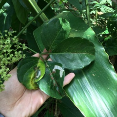 Tetrastigma lanyuense