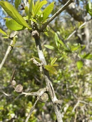Disholcaspis cinerosa