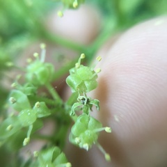 Tetrastigma lanyuense