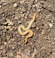 Geophilus regnans