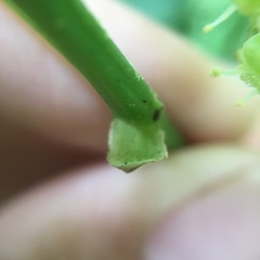 Tetrastigma lanyuense