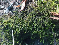 Triquetrella tristicha
