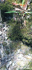 Triquetrella tristicha