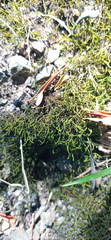 Triquetrella tristicha