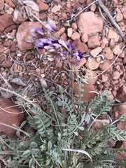 Astragalus desperatus