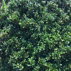 Buxus liukiuensis