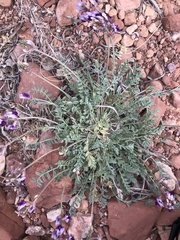 Astragalus desperatus