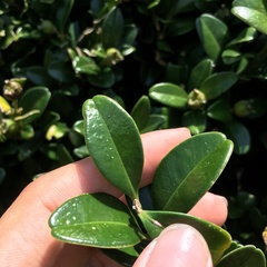 Buxus liukiuensis