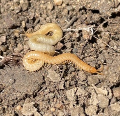 Geophilus regnans