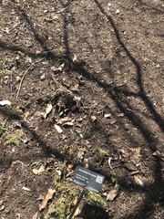 Microbiota decussata