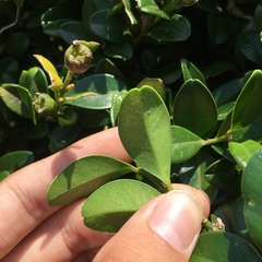 Buxus liukiuensis