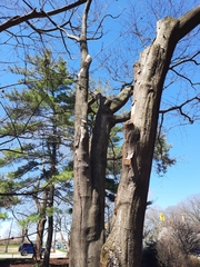 Acer carpinifolium
