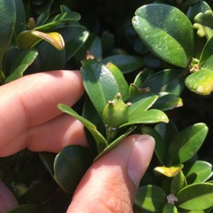 Buxus liukiuensis