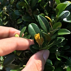 Buxus liukiuensis