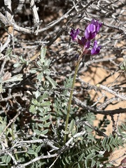 Astragalus desperatus