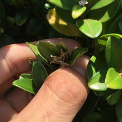 Buxus liukiuensis