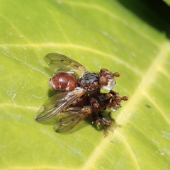 Myopa testacea
