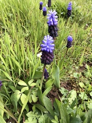 Muscari latifolium