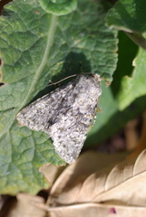 Polymixis flavicincta