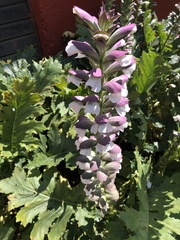 Acanthus mollis