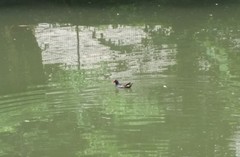 Gallinula chloropus