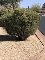 Ephedra fasciculata