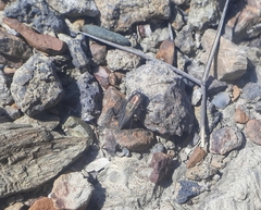 Sphenoptera cuprina