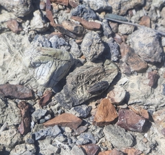Sphenoptera cuprina