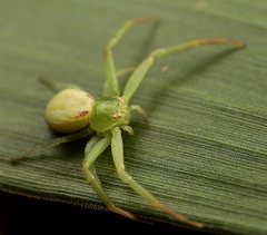 Misumenops rubrodecoratus