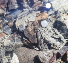 Sphenoptera cuprina