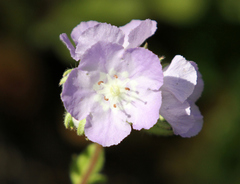 Phacelia strictiflora