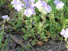 Phacelia strictiflora