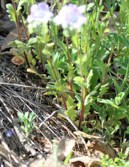 Phacelia strictiflora