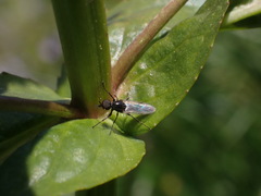 Dilophus antipedalis