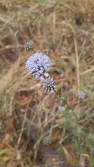 Gilia capitata capitata
