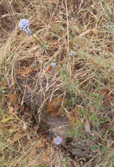 Gilia capitata capitata